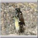 Alysson spinosus - Grabwespe w07b 7mm mit Zikade.jpg